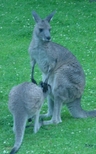 roos - kangaroos