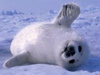 white seal - this fella is cute as a button.