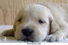 or give them the sad puppy face - .