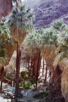 Palm Canyon - This is a photo of Palm Canyon in the heart of the Anza-Borrego Desert.  These palms surround a spring oasis.  