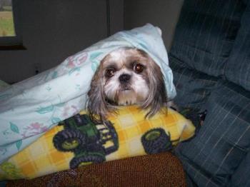 Daisy - Daisy an Illinois Dog!!