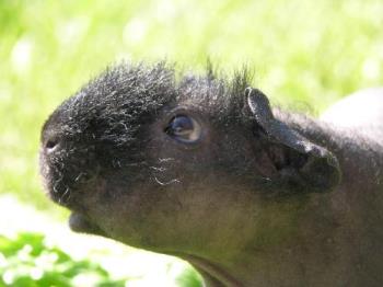 Guinea Pig - Hairless guinea pig - a special needs pet I would not recommend.