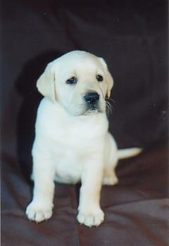 labrador - i love labradors.