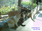 my cats - 42 of them, just few here my cats - 42 of them, just few here