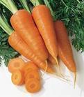 Carrots - Carrots
