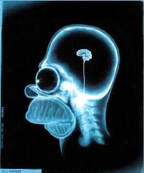 simpson brain - Homer
