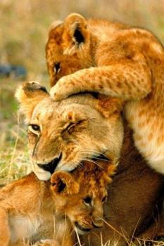 lions - lion lions - lion