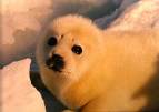 cute - cute seals