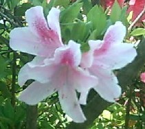 azaleas - flowers in spring