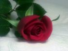 Fresh Red Rose - Fresh Red Rose