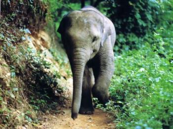 baby elephant - baby elephant