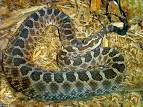 snakes - reptiles