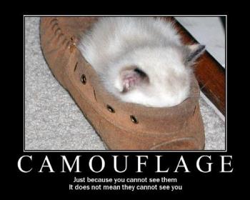 Cat slipper... literally - How cute. xD