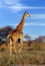 Giraffe - Giraffe a long tall beautiful animal