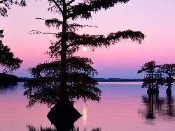 Tree - Nice sunset