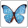 Butterflies! - I love butterflies they are so pretty and free!
