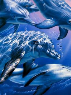 dolphin - dolphin