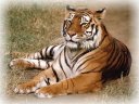 tiger-our national animal - tiger