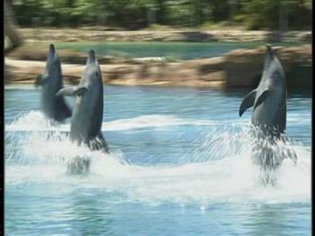Dolphins - Swimming dolphins