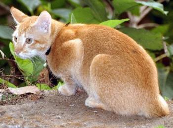 sumu my indian cat - indian cat