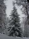 Tree with Snow - Tree with Pretty Snow