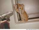Cats - Kitty says "I swear man, I didn't take it!"