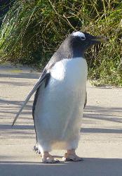A penguin - A penguin waddling around in the way only penguins do