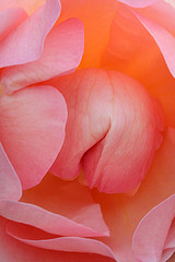 flower - rose