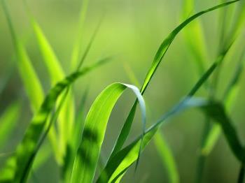 Green grass - Green Grass