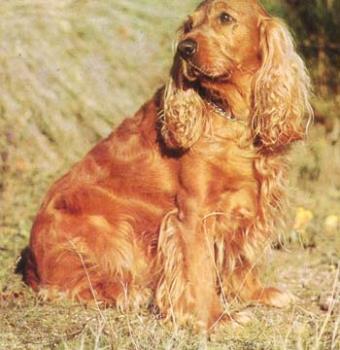 cocker spaniel - cocker spaniel, hunting dog