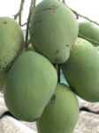 Green mangoes - Green mangoes