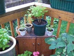 Container Garden - Peppers, Squash, Geraniums, Nasturtiums, and Japanese Eggplant.