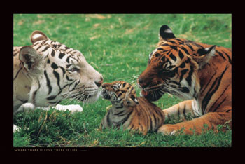 tigers and cubs - this is beautiful