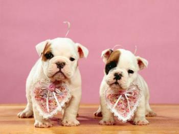 Bulldog - Bulldog