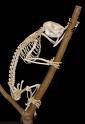 koala skeleton - skeleton of a koala on a branch