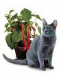 cats and plants - cats and plants