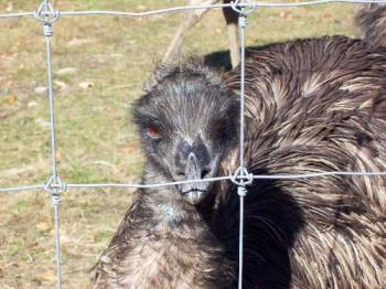 emu - emu