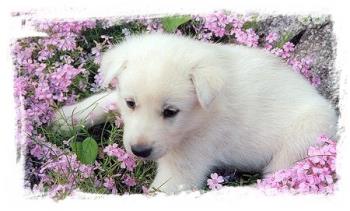 SO Cute -  I love small Puppies