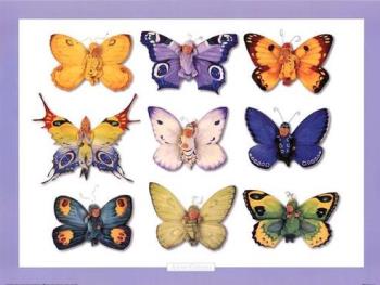 butterflies - Photographed at Mysore 
