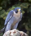 peregrine - peregrine