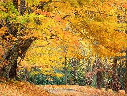 Fall - a beautiful walk in the fall