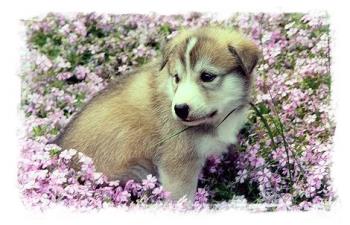 Cute - See how cute puppy