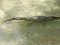 alligator - Photographed at Mysore zoo alligator - Photographed at Mysore zoo
