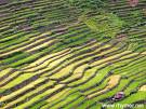 rice terraces - .