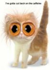 crazy eye cat - crazy eye cat