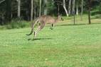 kangaroo - kangaroo