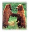 bears - bears