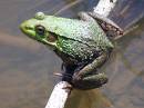 frog - frog frog - frog