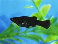 My favorite fresh water fish - freshwater breeding fish called black molly