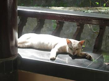 old cat - An old and majestic grey cat.